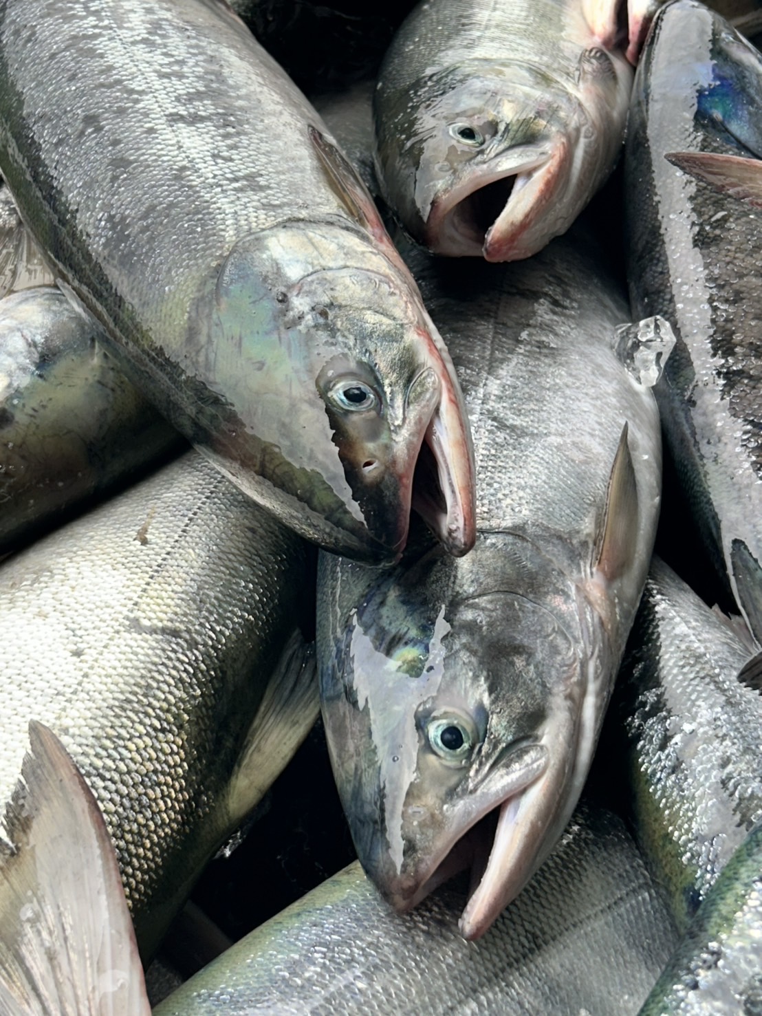 いくら醤油漬け
